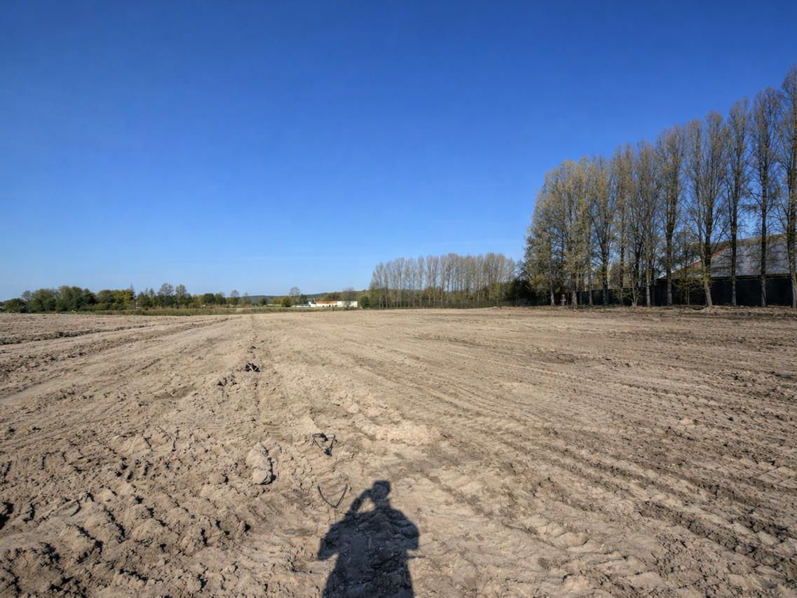 Terrain dénudé et rangée d'arbres