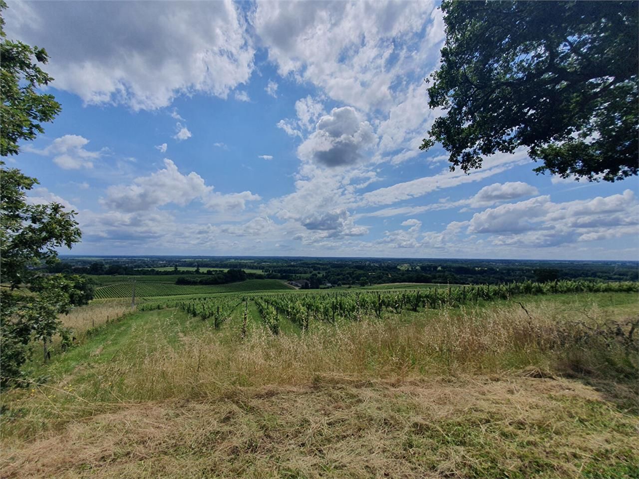 domaine viticole à vendre rions