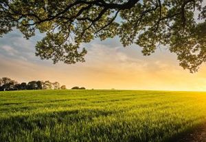 Terrain agricole à vendre Blanquefort - accès SNCF Parempuyre