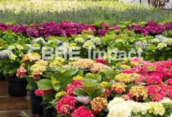 Vente fonds de commerce jardinerie Marsannay-la-Côte - Proche Dijon