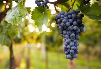 Domaine viticole Montagne Saint-Émilion - proche Libourne et gare